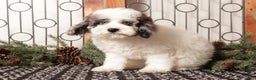 Toy Poodle dogs for sale: Darwin  - Ad 3
