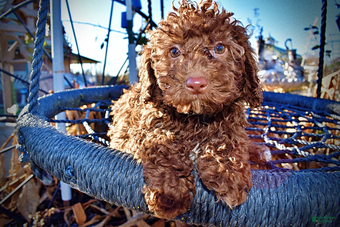 Havapoo dogs for sale: Scooby - Ad 2