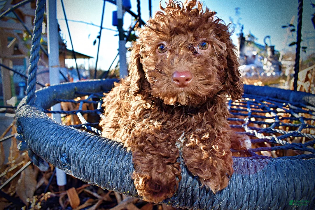 Havapoo dogs for sale: Scooby - Ad 4