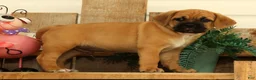 Puggle dogs for sale: Hunter - Ad 3