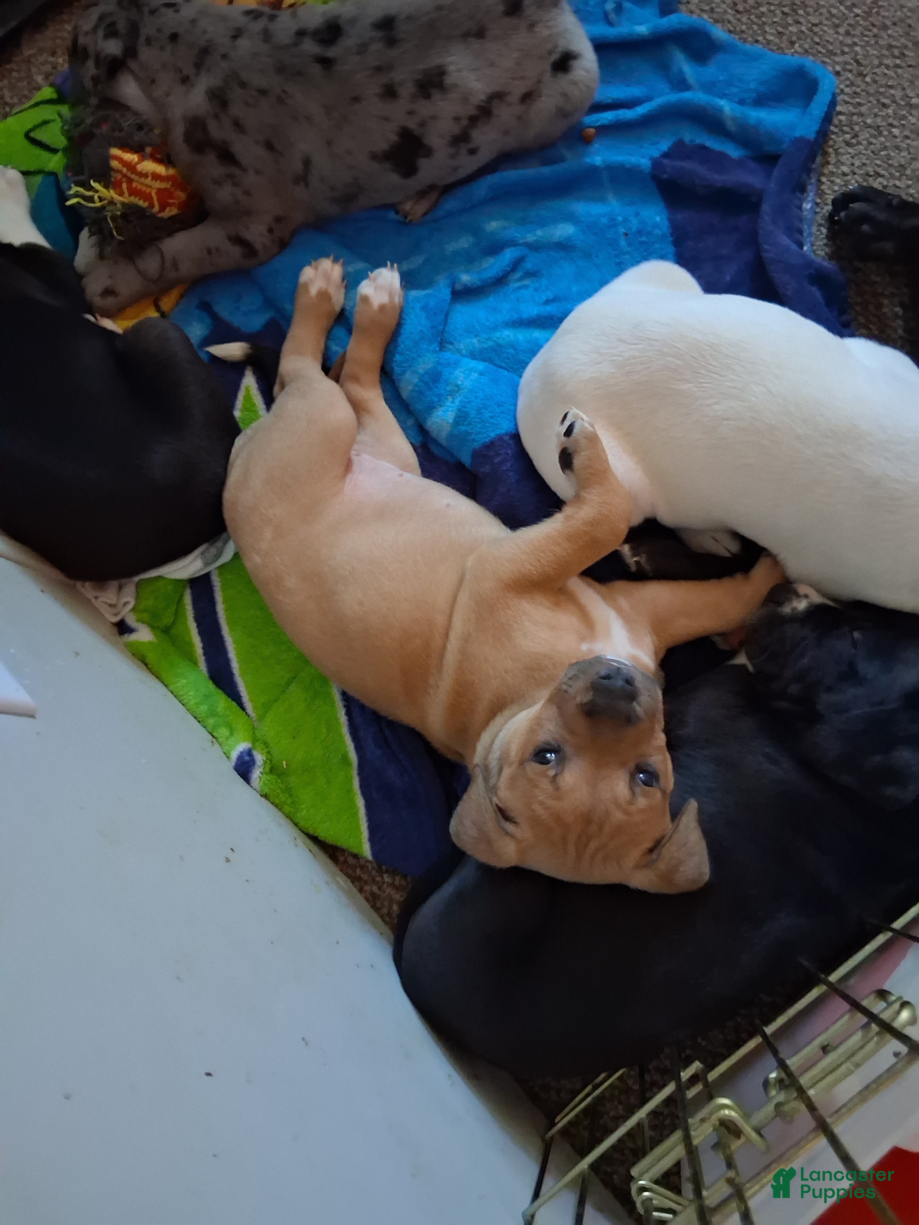 Mixed Breed dogs Brownie - Ad 1