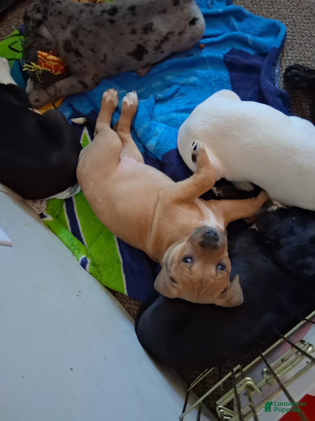 Mixed Breed dogs for sale: Brownie - Ad 1