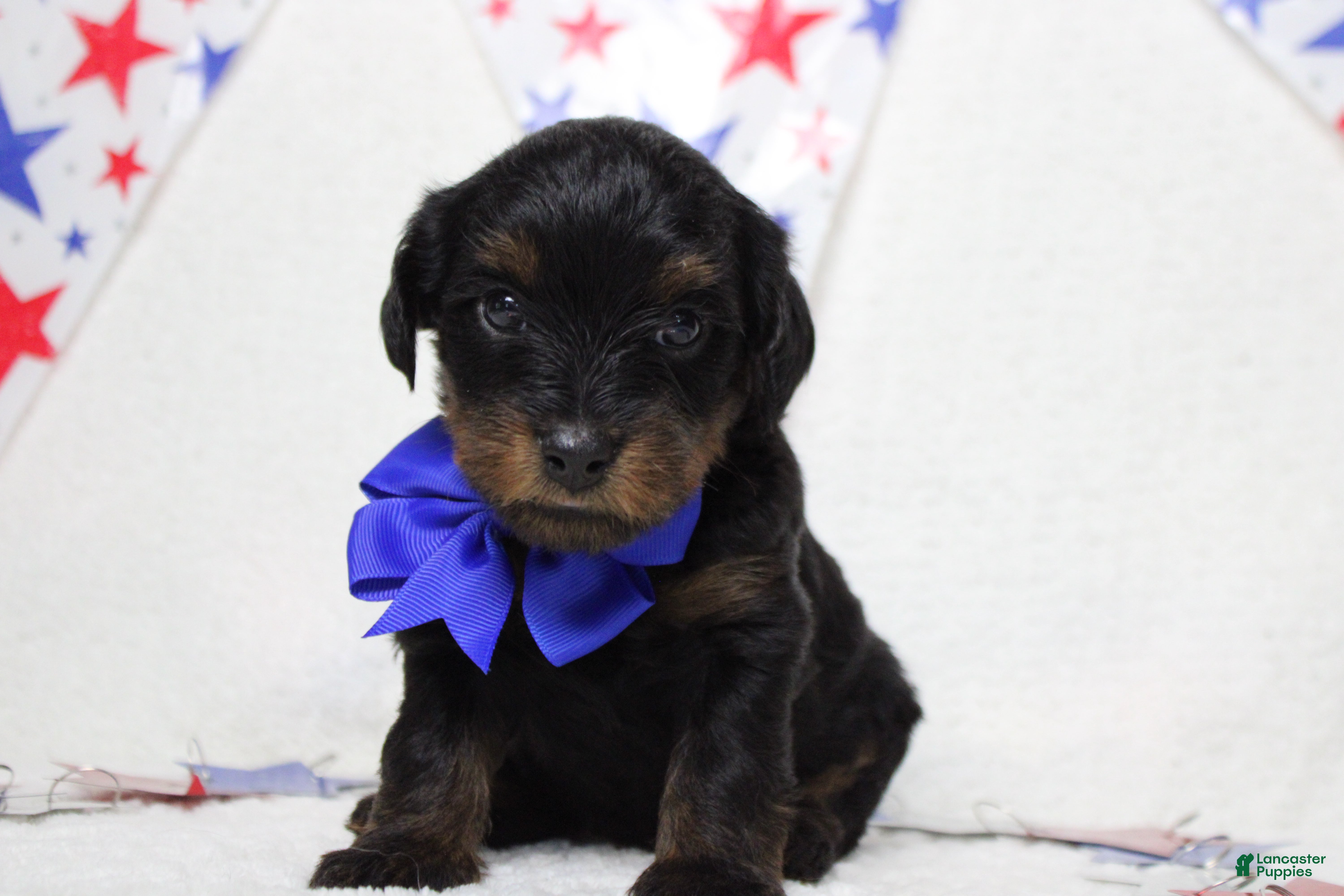 Yorkiepoo dogs Toughy - Ad 2