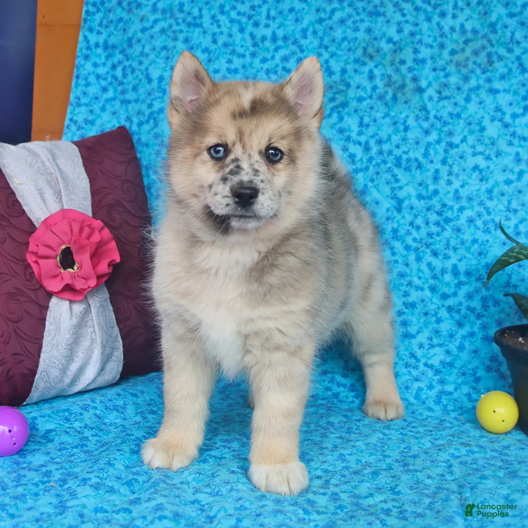 Ozzy Pomsky for sale in Spring Mills | Lancaster Puppies