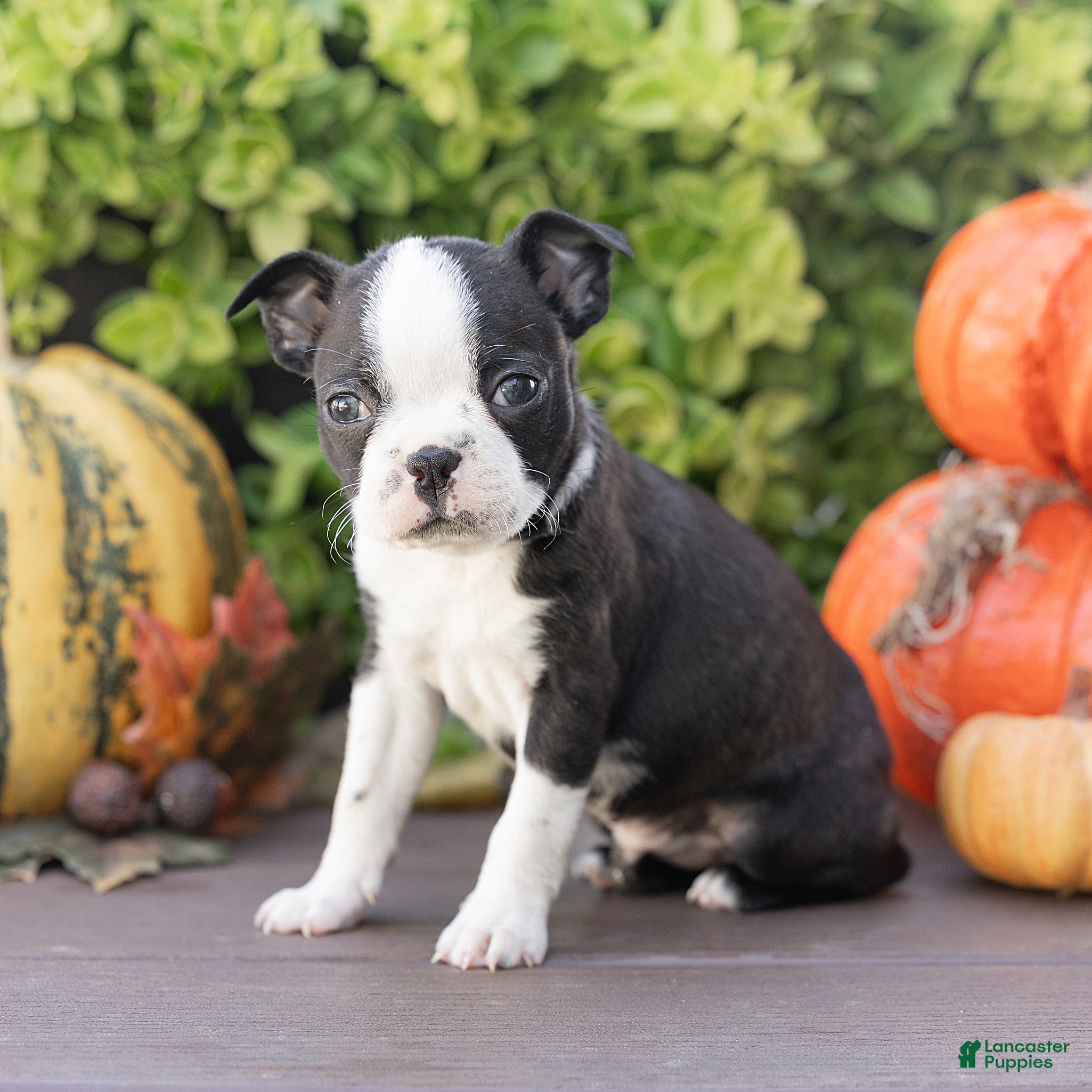 Boston Terrier