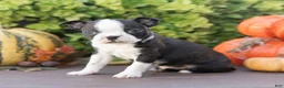 Boston Terrier dogs for sale: Charlie Boston Terrier  - Ad 1