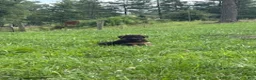 German Shepherd dogs for sale: Calaylah - Ad 2