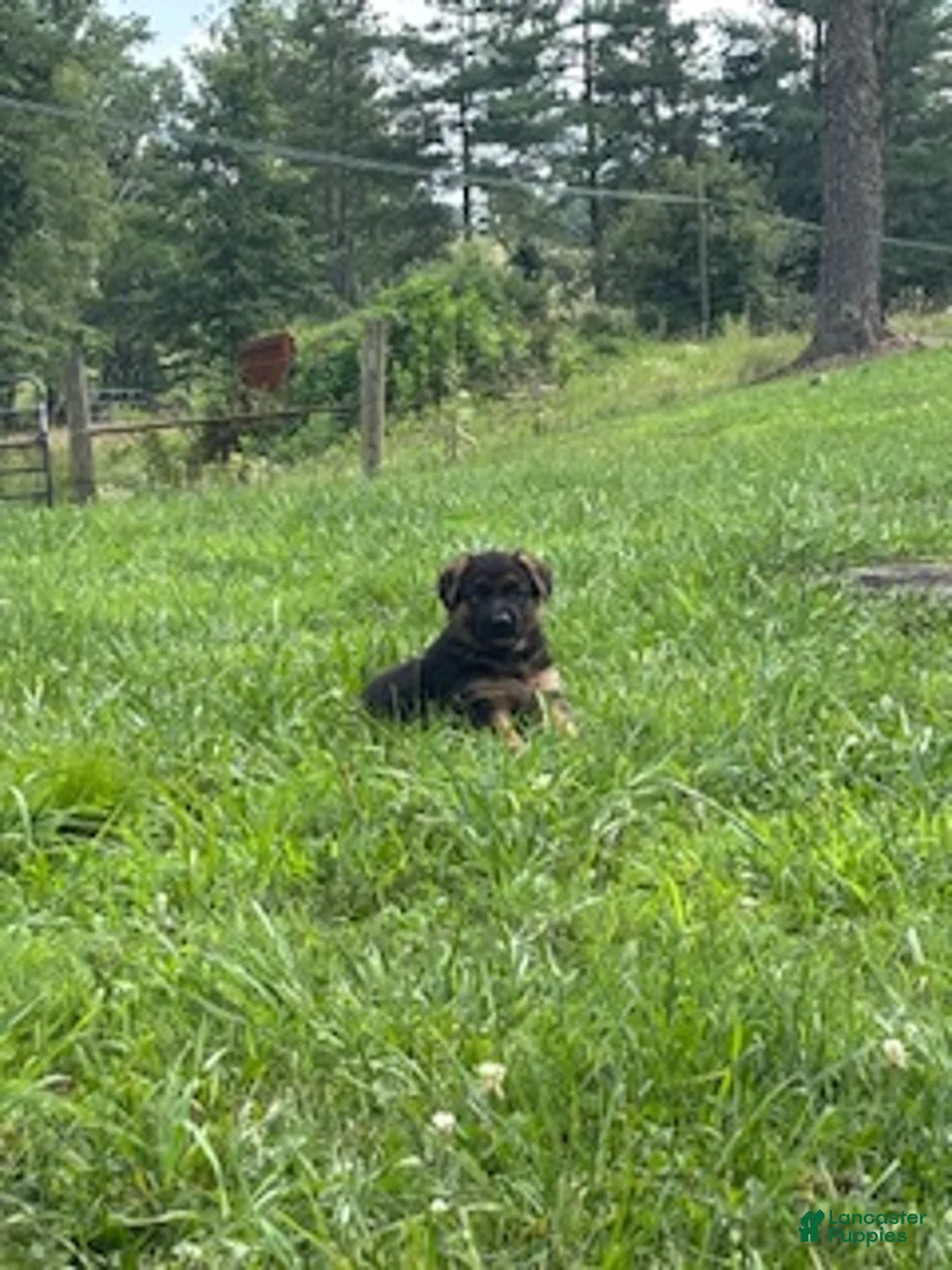 German Shepherd dogs for sale: Calaylah - Ad 2