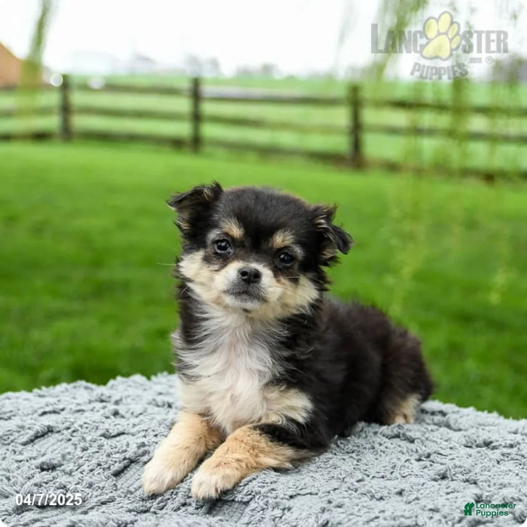 Gallery Image {{count}}