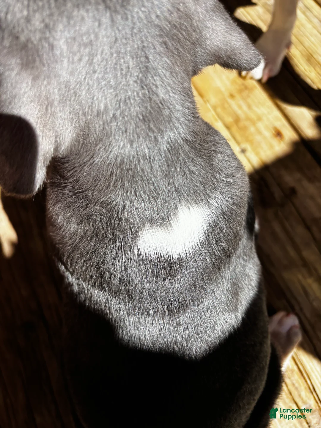 American Bully dogs for sale: Lovey - Ad 2