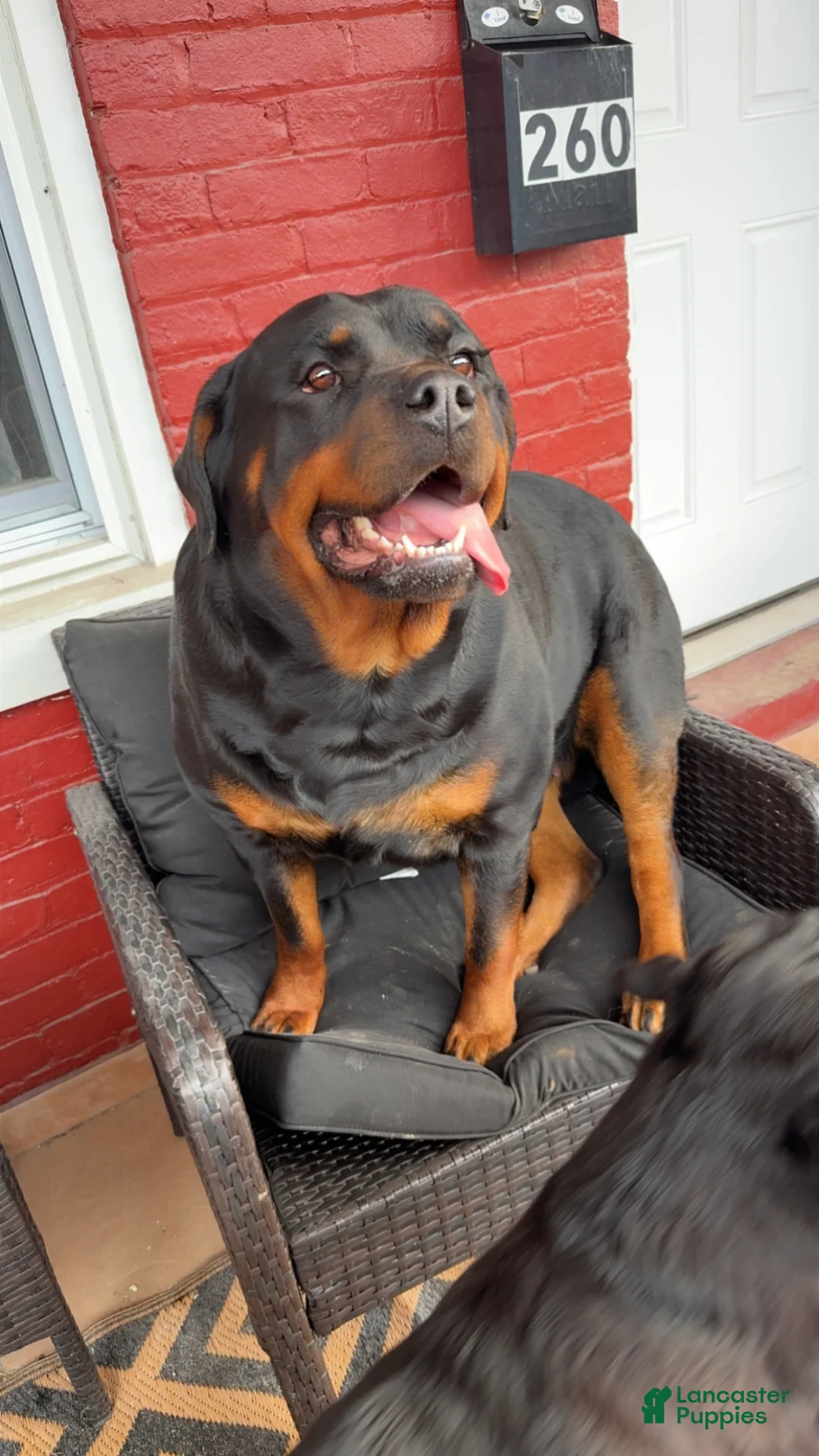 Rottweiler dogs for sale: Bella - Ad 2