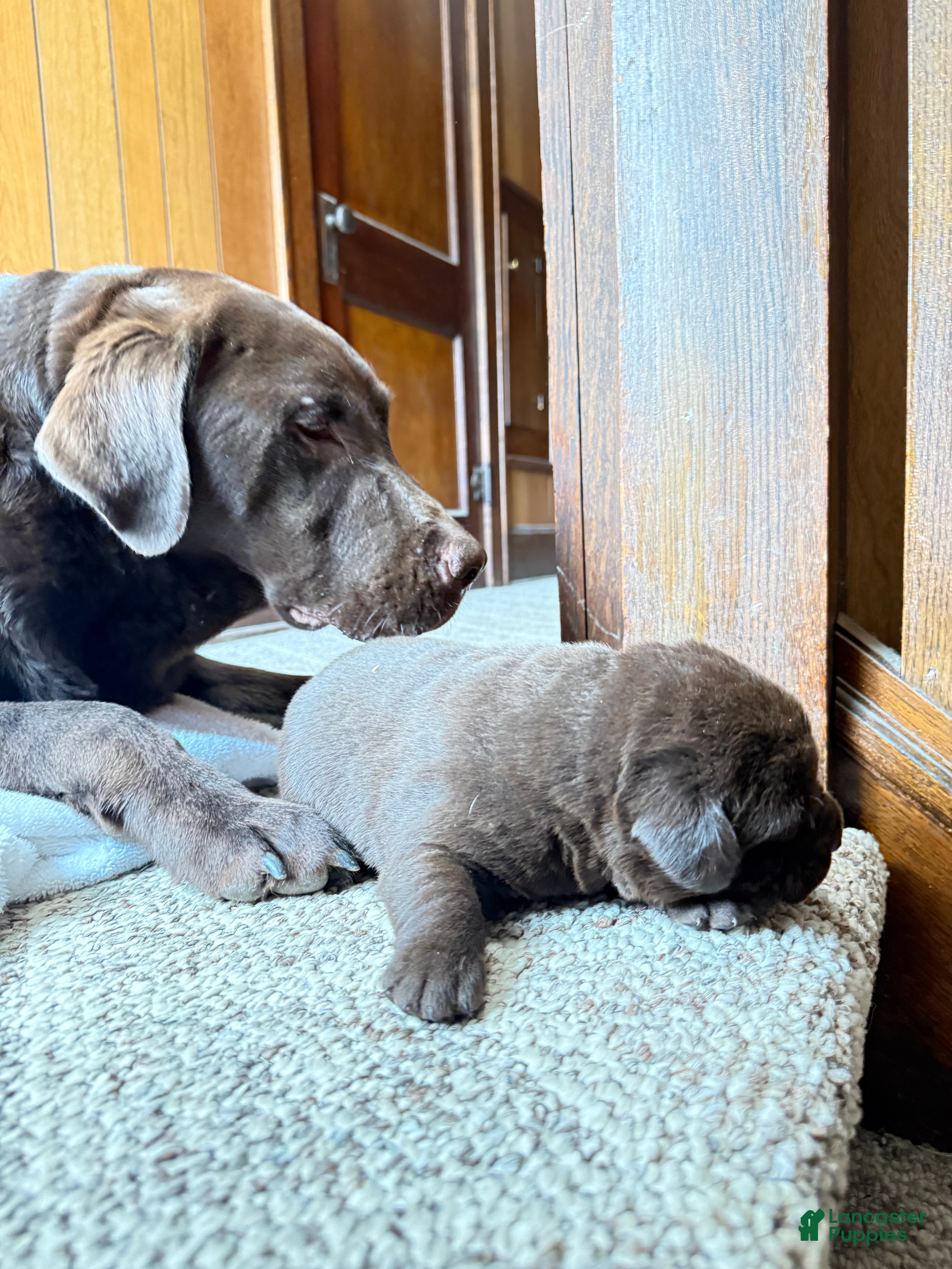 Labrador Retriever dogs SOLD Labrador Retriever Puppy 1 BLUE tag GUS  - Ad 2