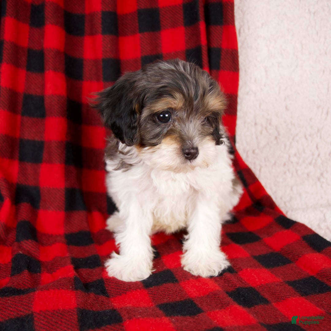 Cavapoo dogs for sale: Polo - Ad 6