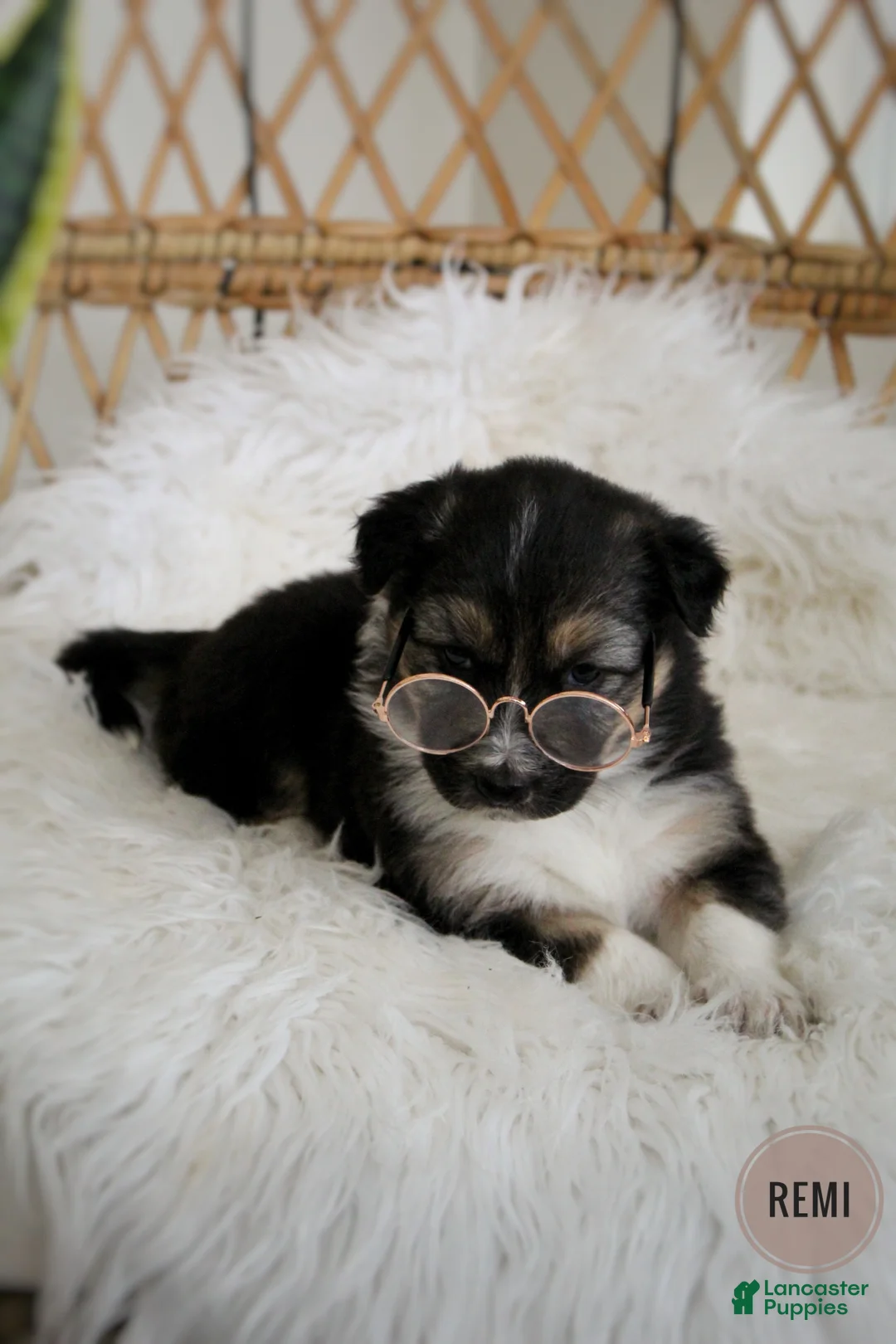 Mixed Breed dogs for sale: Remi - Ad 2