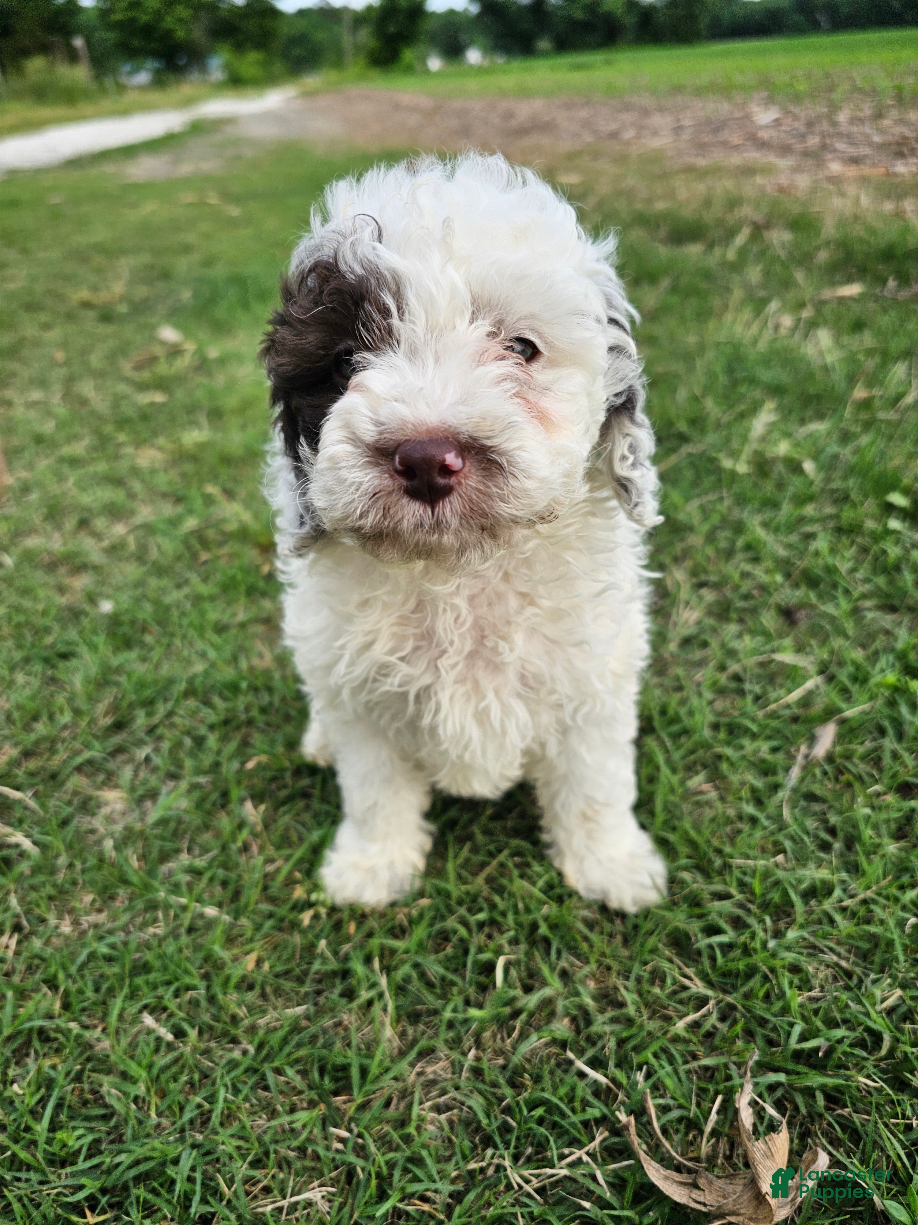 Mini Goldendoodle dogs Chip - Ad 1