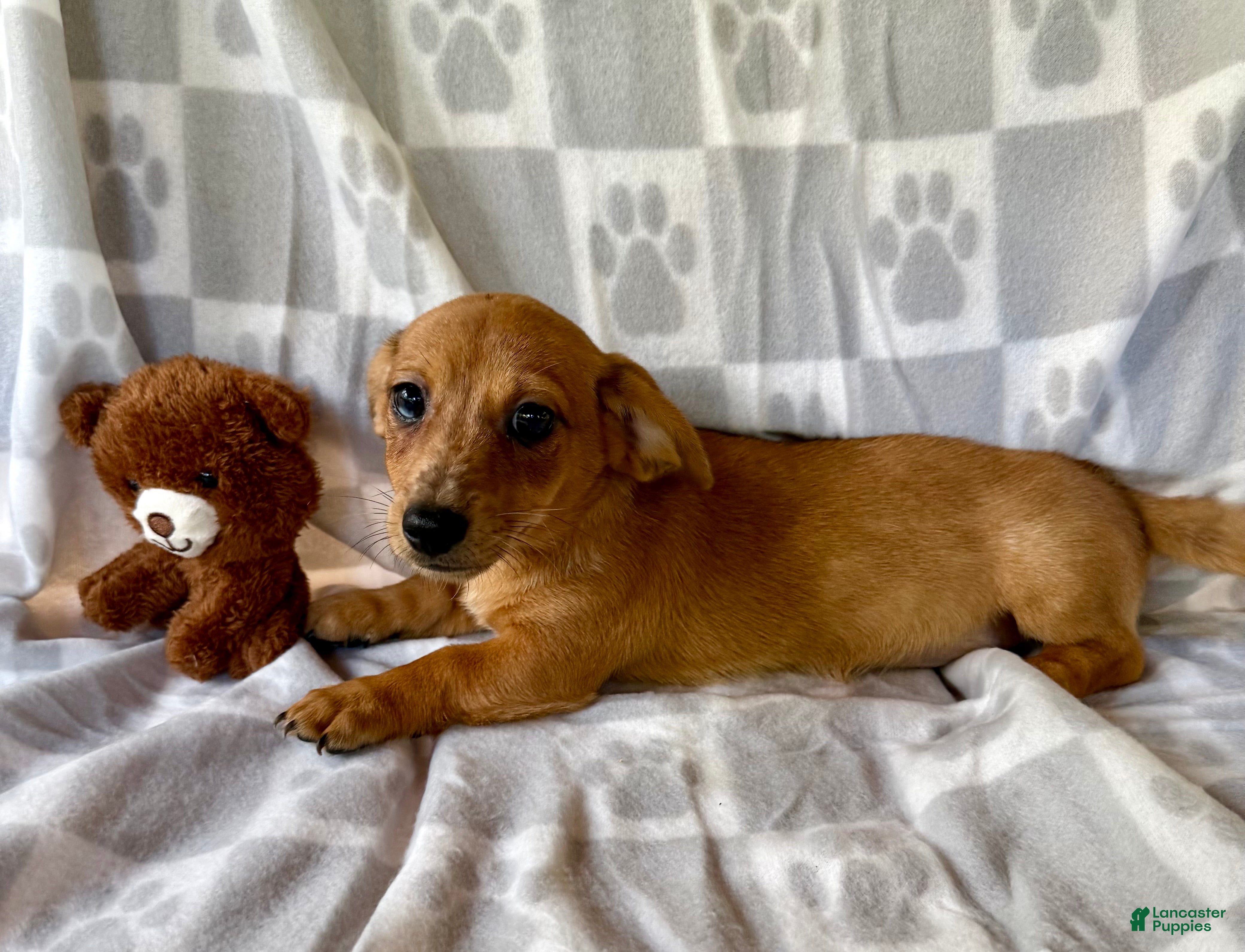 Chiweenie dogs Daisy - Ad 20