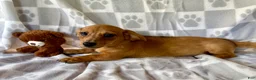 Chiweenie dogs for sale: Daisy - Ad 1
