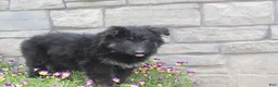 German Shepherd dogs for sale: Devon - Ad 6