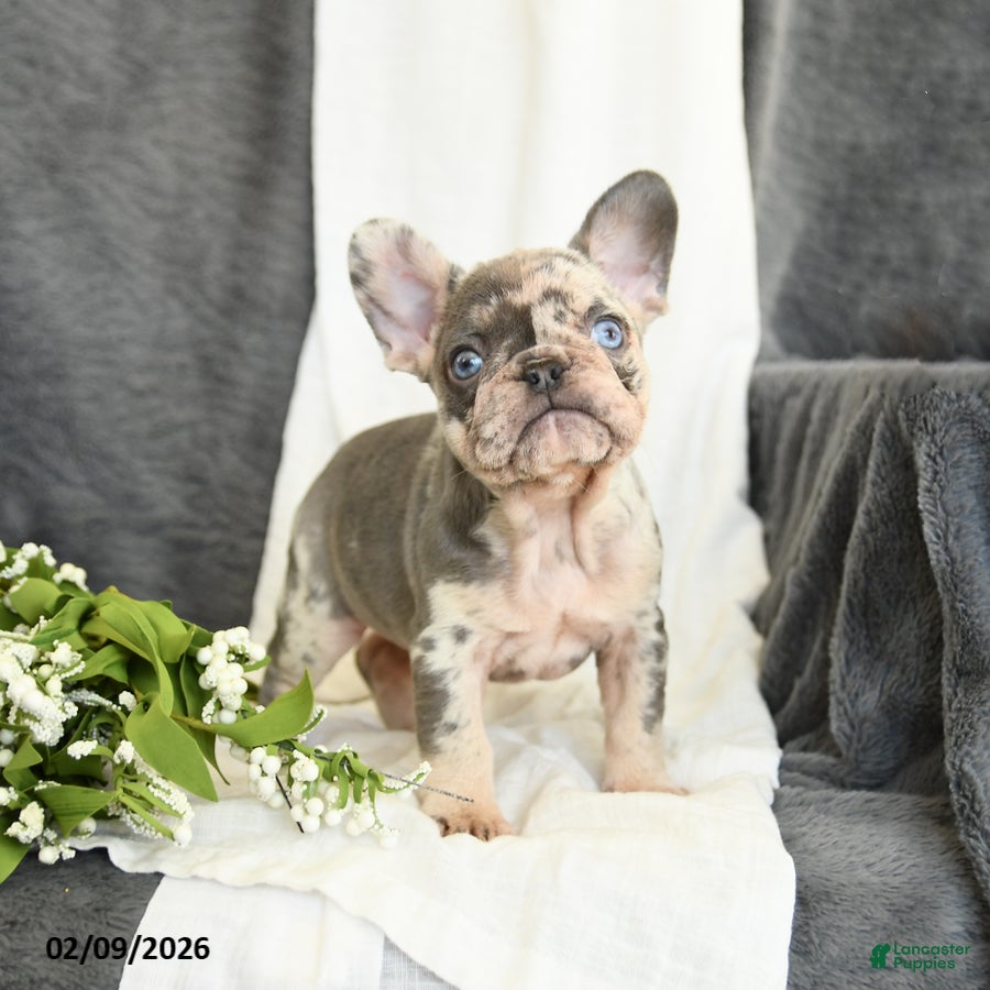 French Bulldog dogs Gracie - Ad 2