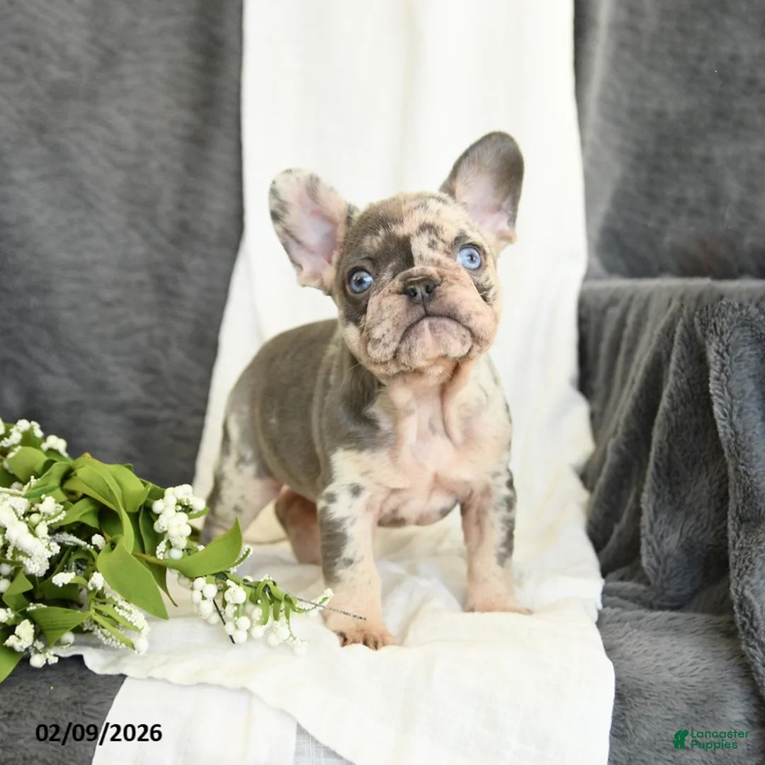 French Bulldog dogs for sale: Gracie - Ad 2