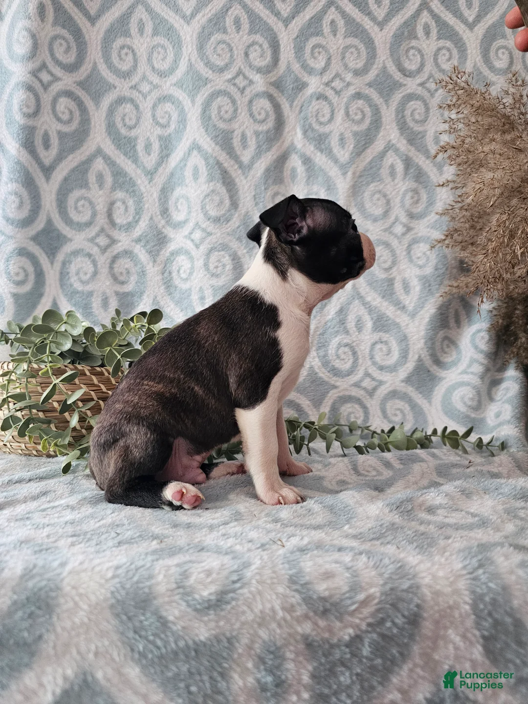 Boston Terrier dogs for sale: Boston Terrier Puppy 3 - Ad 3