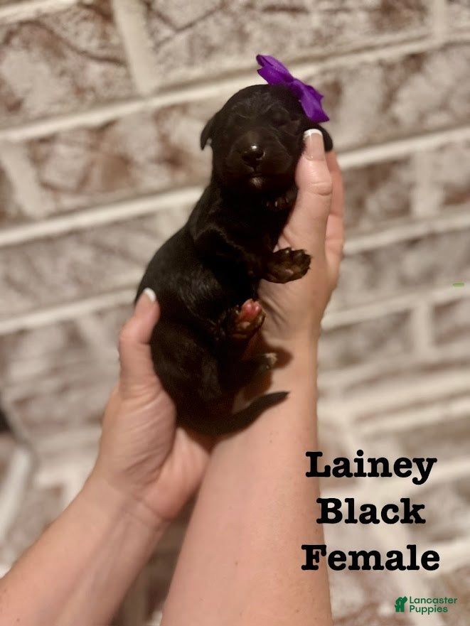 Bernedoodle dogs Lainey - Ad 6