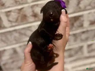 Bernedoodle dogs Lainey - Ad 6