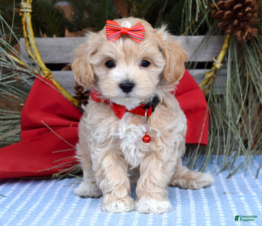 Maltipoo dogs for sale: Missy - Ad 9