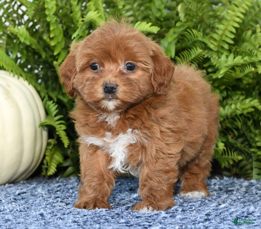 Havapoo dogs for sale: Quella - Ad 2