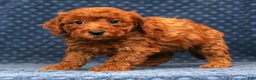 Bichpoo dogs for sale: Ender - Ad 6