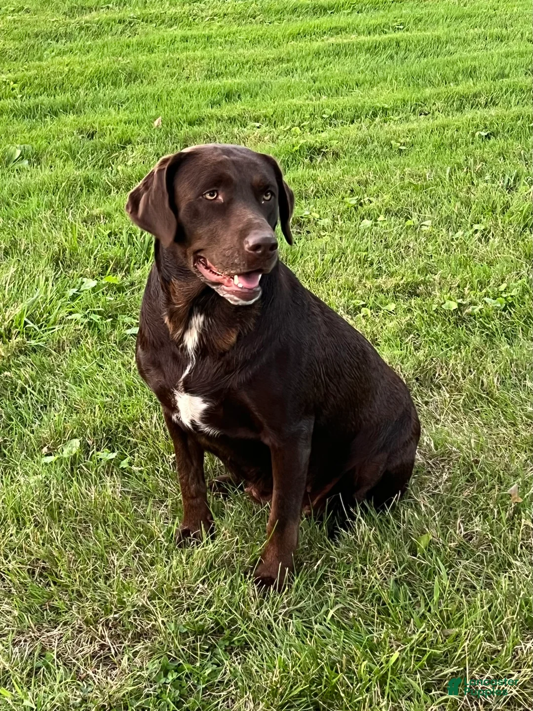 Labrador Retriever dogs for sale: Duke - Ad 3