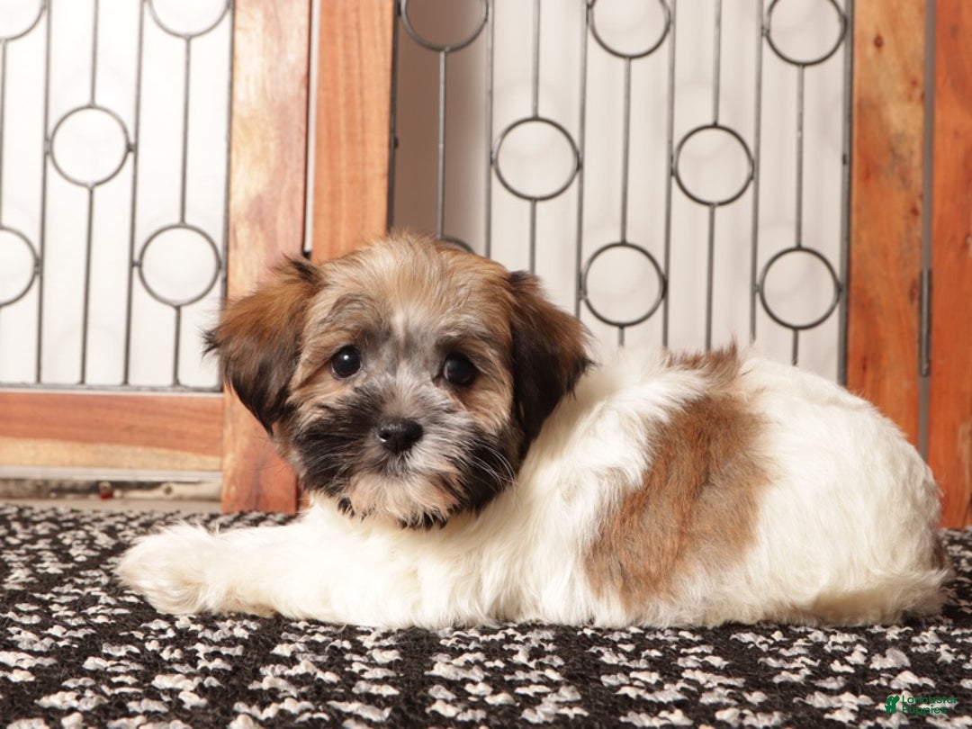 Havanese dogs for sale: Lulu ACA Female Havanese  - Ad 4