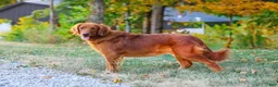 Golden Retriever dogs for sale: King - Ad 12
