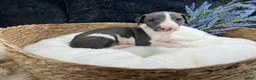 Italian Greyhound dogs for sale: Italian Greyhound 3 - Ad 4