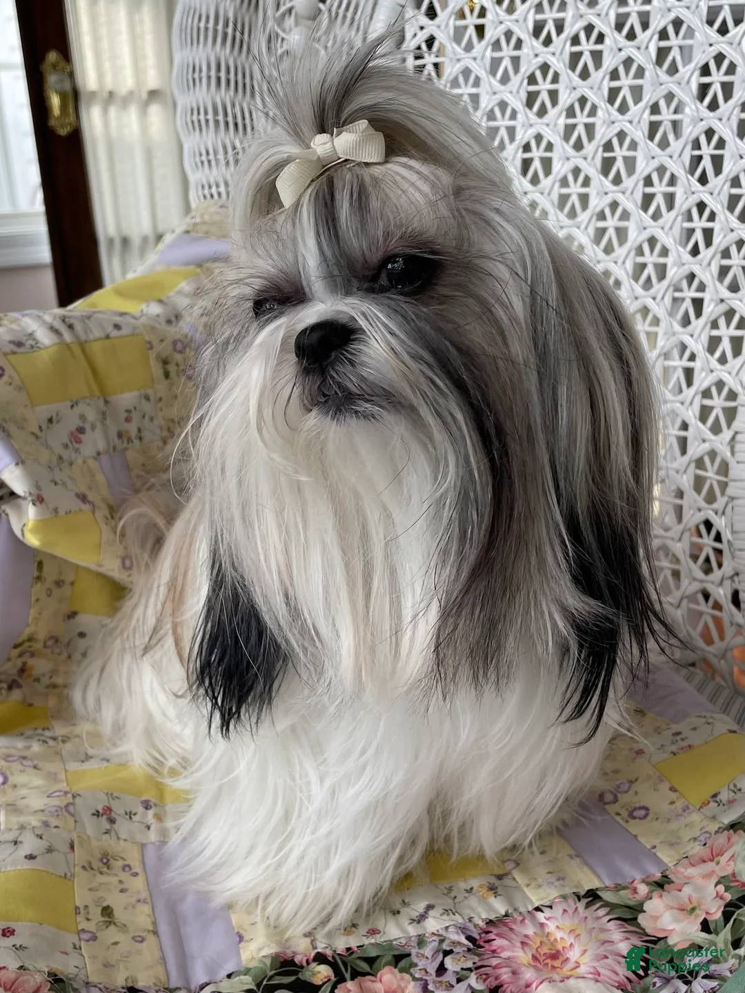 Shih Tzu dogs for sale: Shih Tzu Puppy 1 male - Ad 4