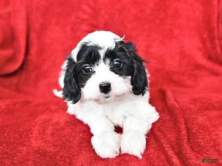 Cavapoo dogs Annie - Ad 41