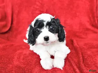 Cavapoo dogs Annie - Ad 26