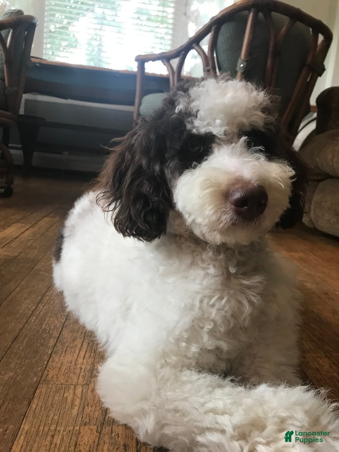 Mixed Breed dogs for sale: Cammy - Ad 2