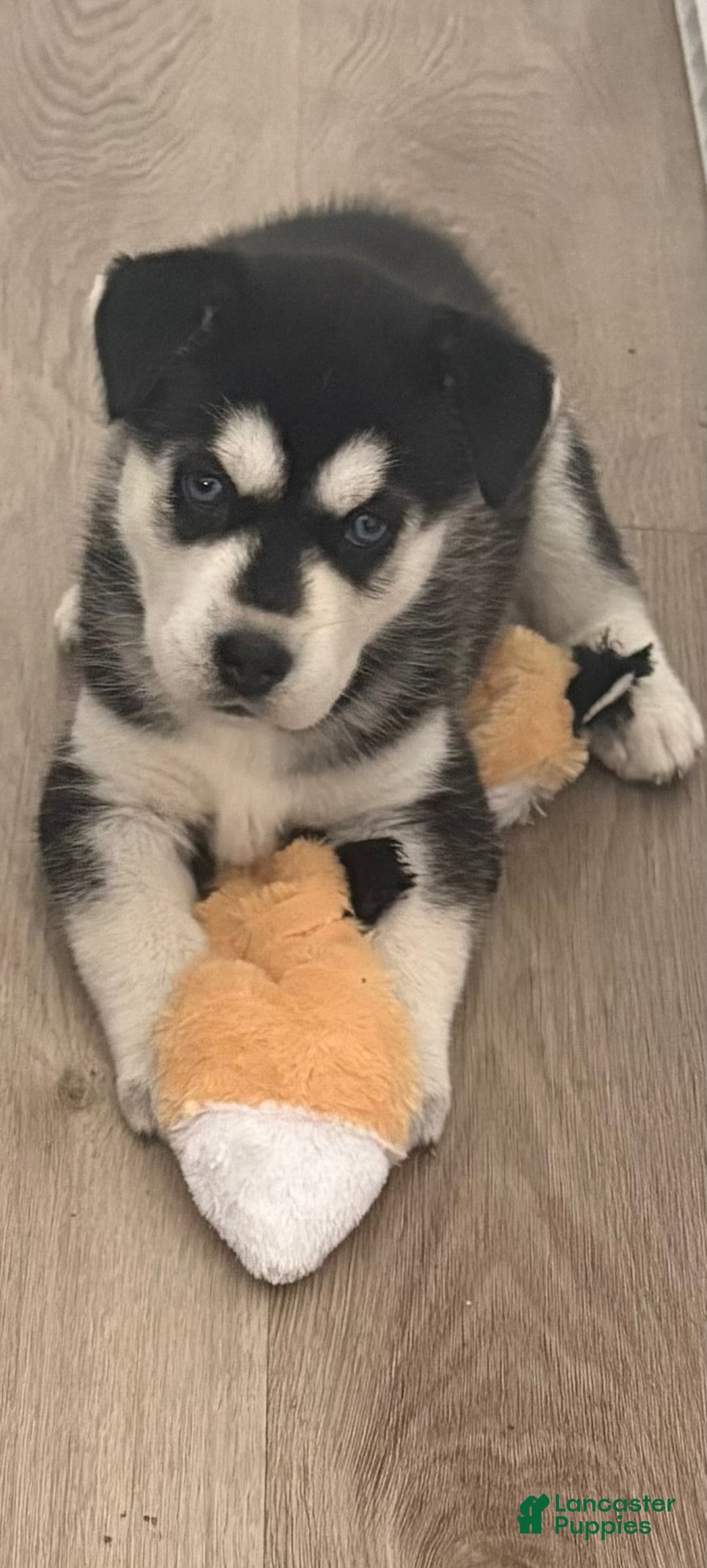 Siberian Husky dogs Siberian Husky Puppy 7 - Ad 2