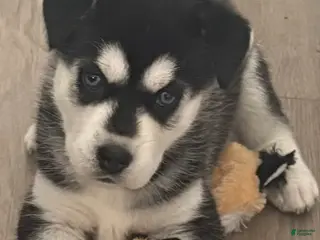 Siberian Husky dogs Siberian Husky Puppy 7 - Ad 2