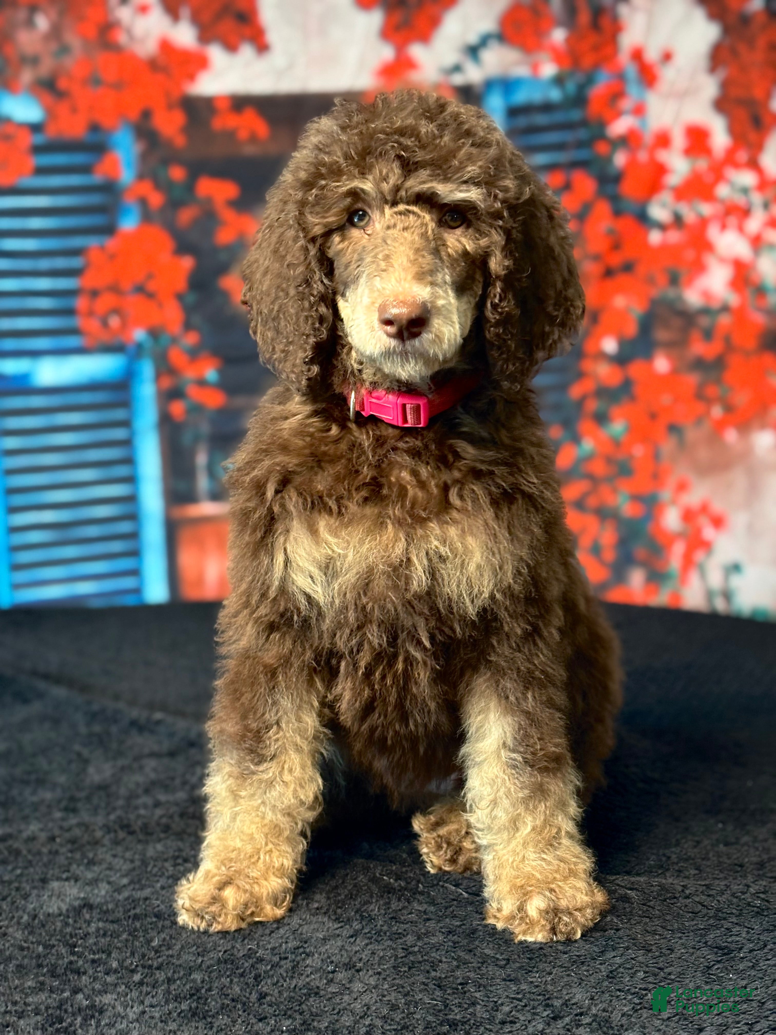 Standard Poodle dogs Daisy - Ad 5