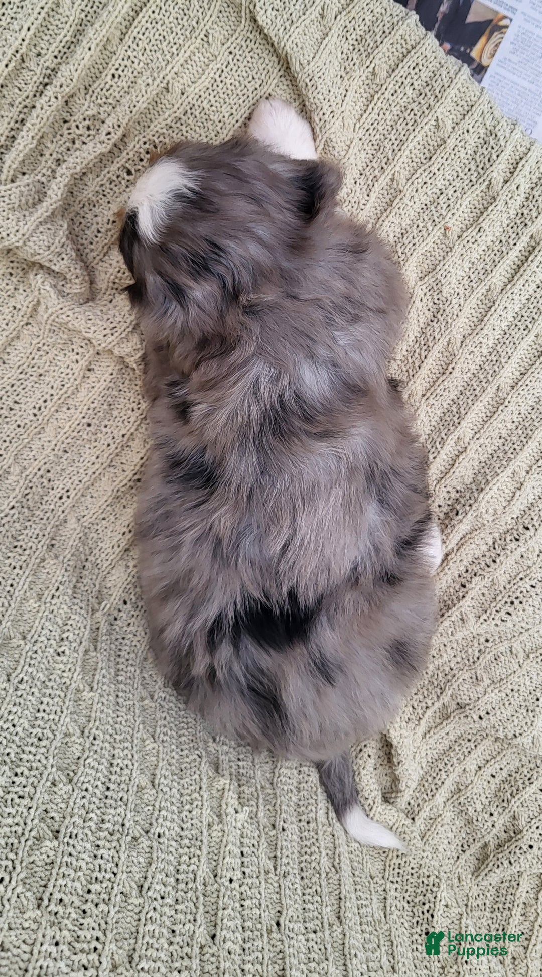 Mini Bernedoodle dogs for sale: Socks - Ad 7