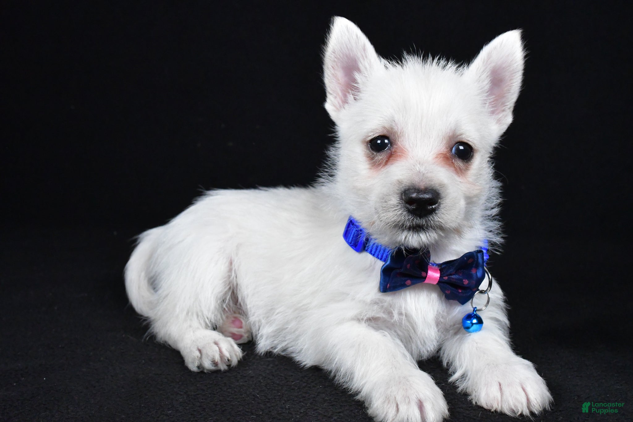 West Highland Terrier dogs Lincoln - Ad 1