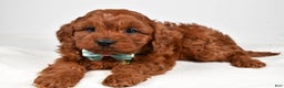 Cavapoo dogs for sale: Jet - Ad 2