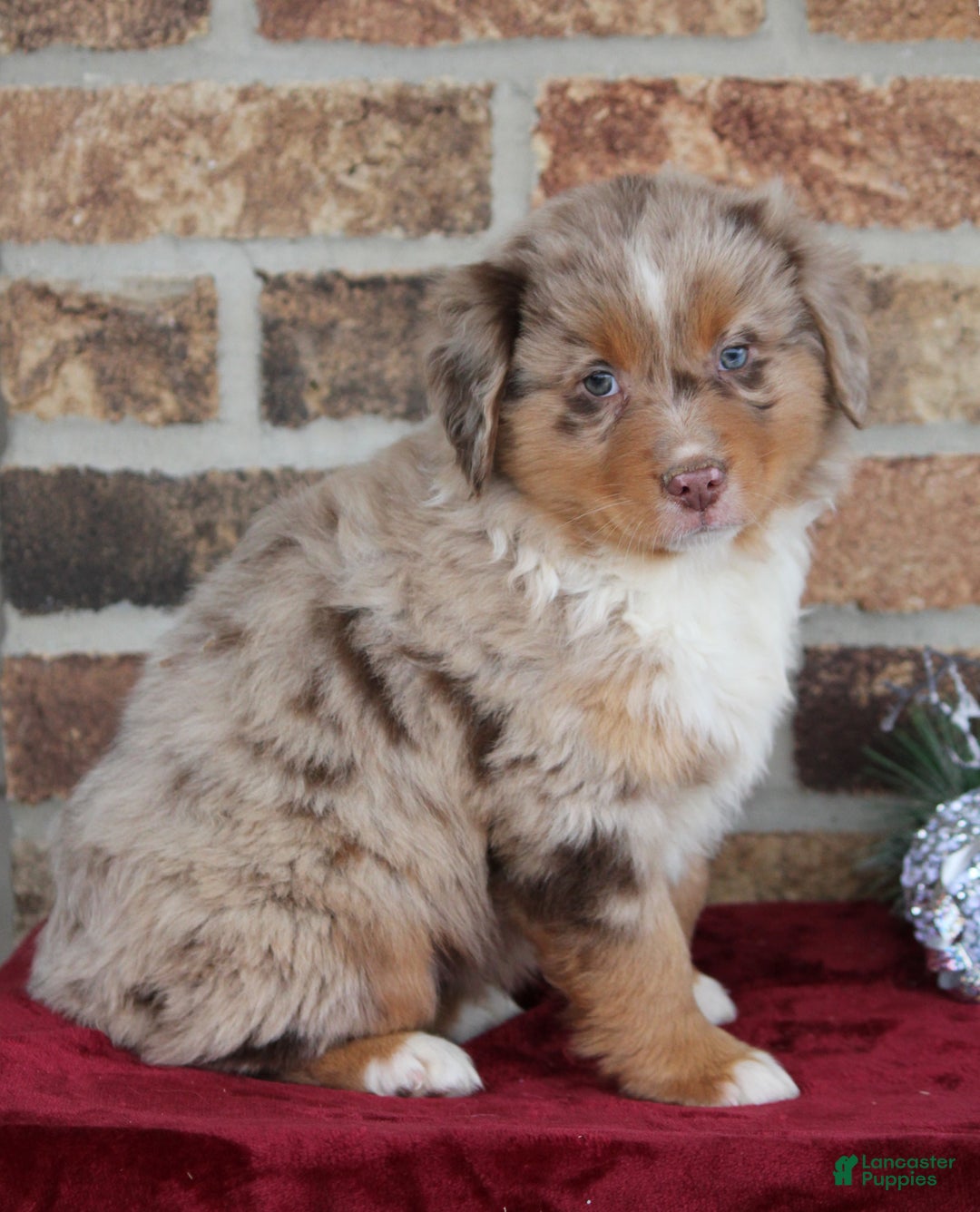 Miniature Australian Shepherd dogs for sale: Marshall - Ad 6