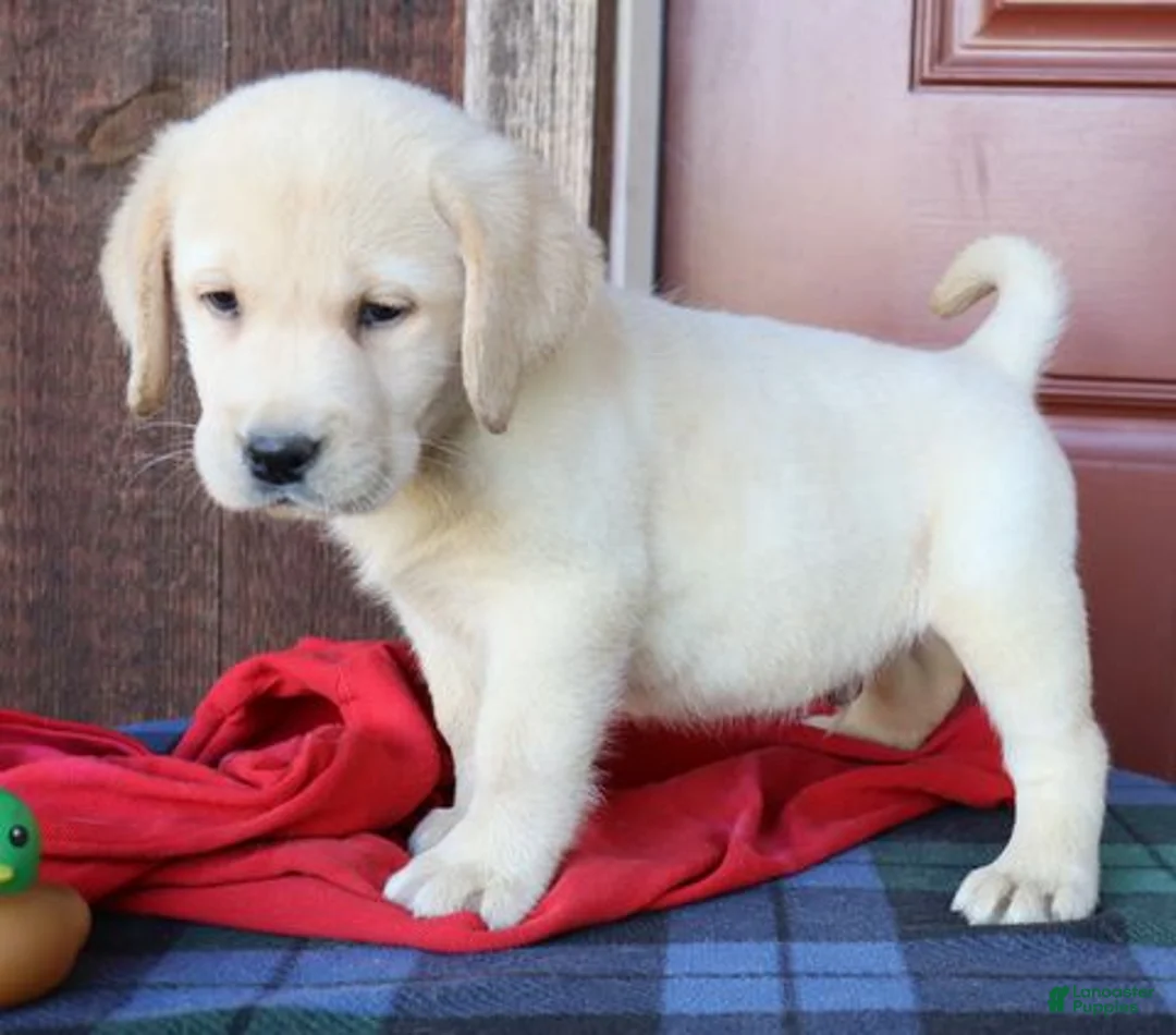 Labrador Retriever dogs for sale: Maverick- English Champion lines - Ad 1