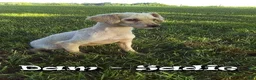 Miniature Poodle dogs for sale: Nelly - Ad 10