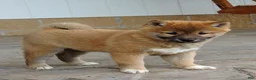 Shiba Inu dogs for sale: BINGO - Ad 3