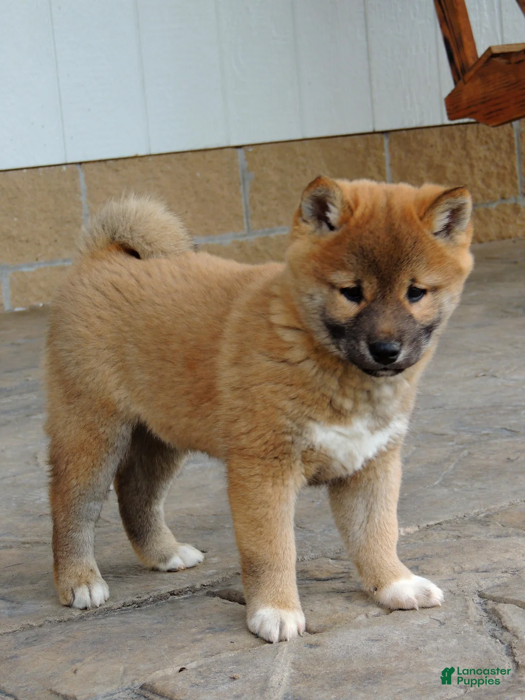 Shiba Inu dogs for sale: BINGO - Ad 3