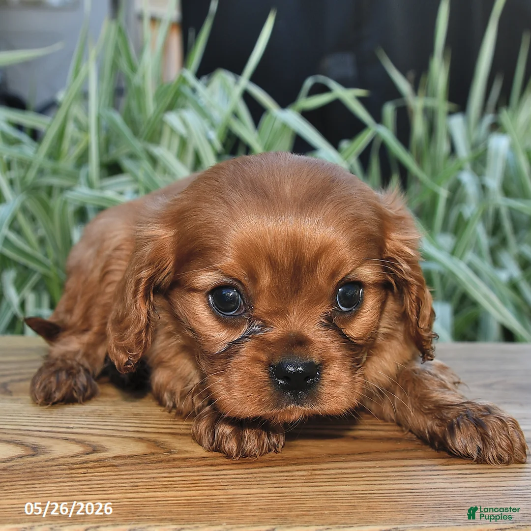 Cavalier King Charles Spaniel dogs for sale: Toby - Ad 1